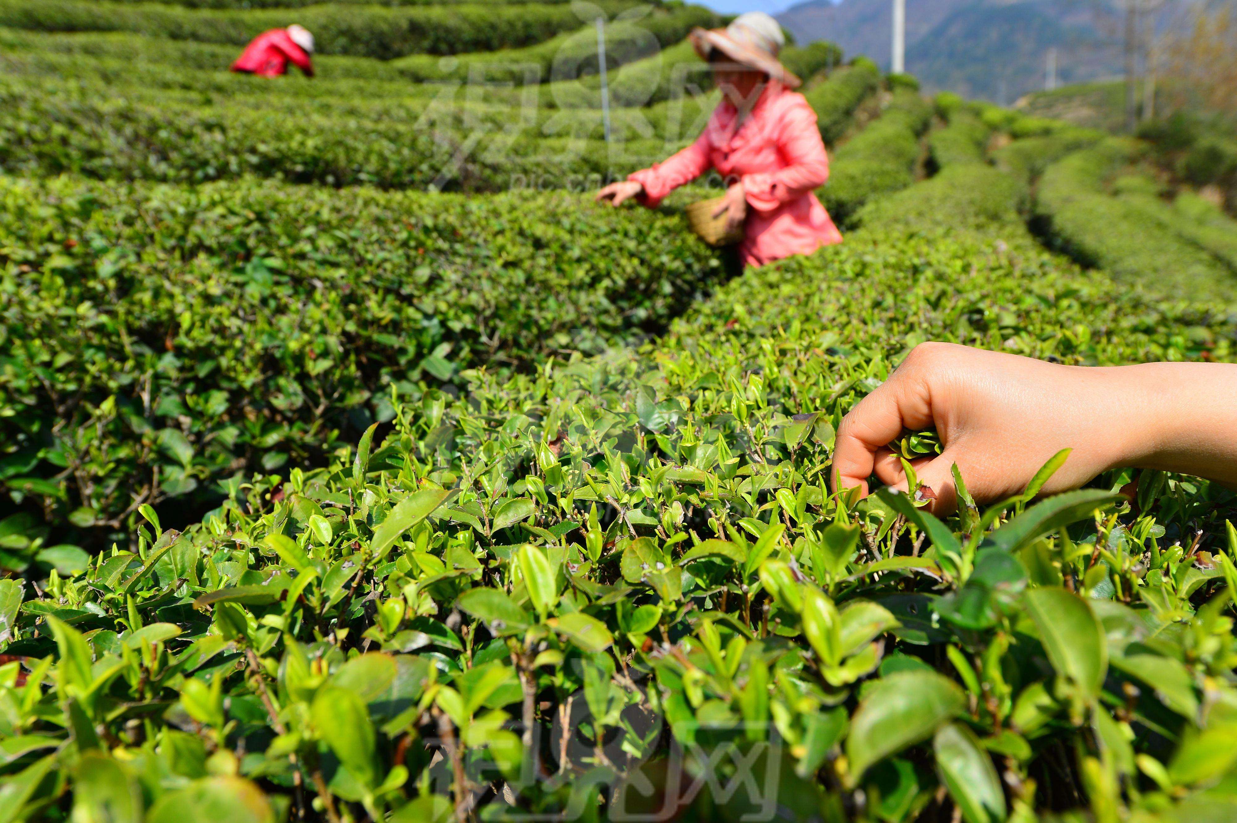 海峡两岸美人茶大会福建大田举行两岸茶农茶商共叙茶缘