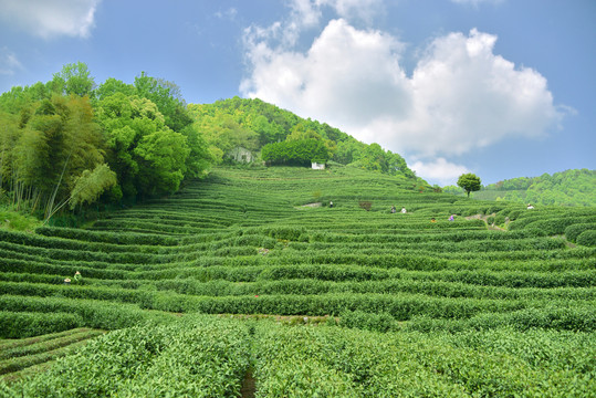 茶叶十大品牌排名茶叶排行榜