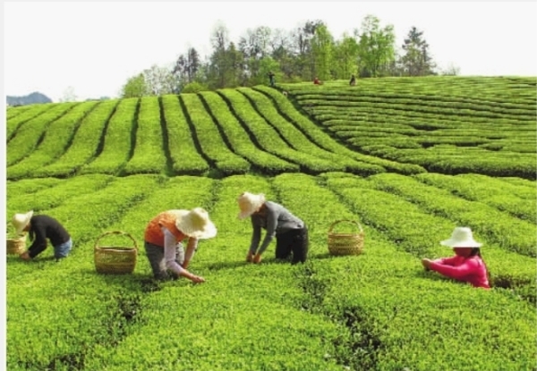 【茶的功效】茶的作用_茶的营养价值_亲子百科_太平洋亲子网