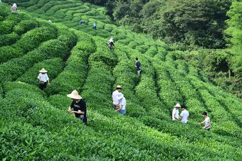 茶叶的品种简介及图片