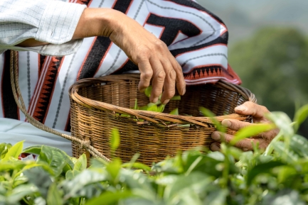 喜茶联合深圳市标准院发起真茶应用研究推动行业茶叶原料品质升级(图2)