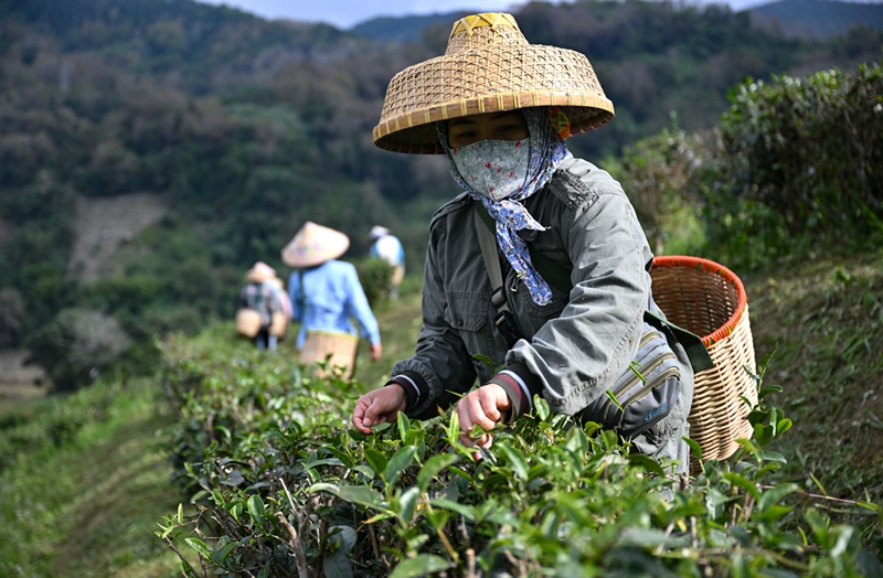 海米乐m6官网登录入口南五指山早春茶开采(图6)