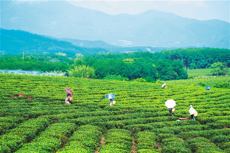 我国的茶文化基本介绍