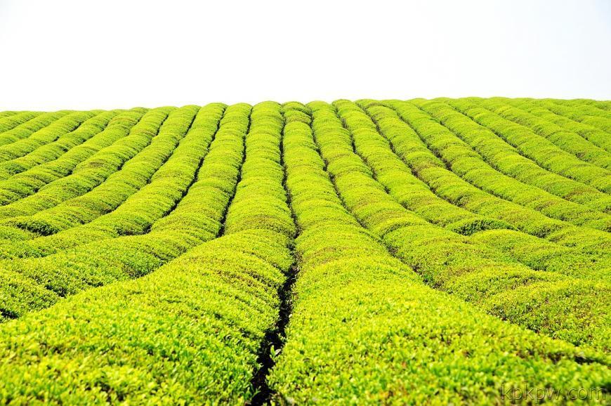 茶叶_植物通