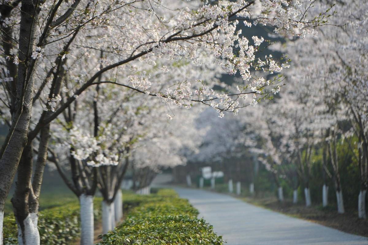 桃花源携手武陵红打造最美沉浸式茶文化旅游精品(图3)