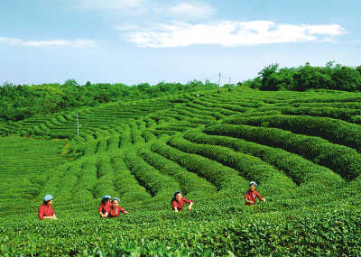 喜茶茶坊上海开出首店新式茶饮“卷无可卷”后转向新业态