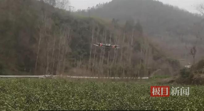 米乐m6官网湖北郧西双掌坪茶叶种植基地应对低温寒冷天气无人机喷洒生长调节剂提高米乐m6官网登录入口茶叶抗冻能力(图2)