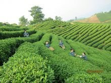 茶叶香飘全世界社交辐射五大洲