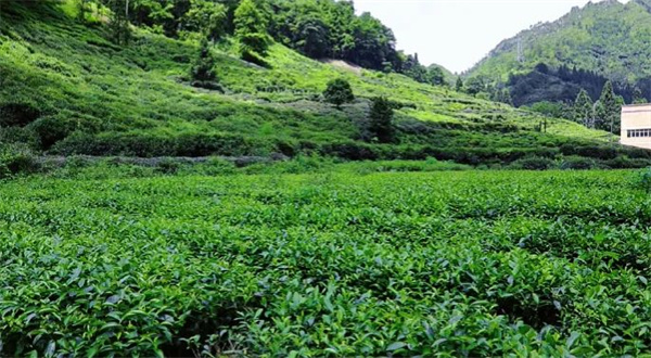 新股消息茶百道通过港交所聆讯2023年零售额在中国现制茶饮店市场中排名第三