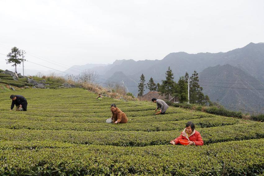 近40万亩茶园陆续开采荒野茶成新宠(图1)