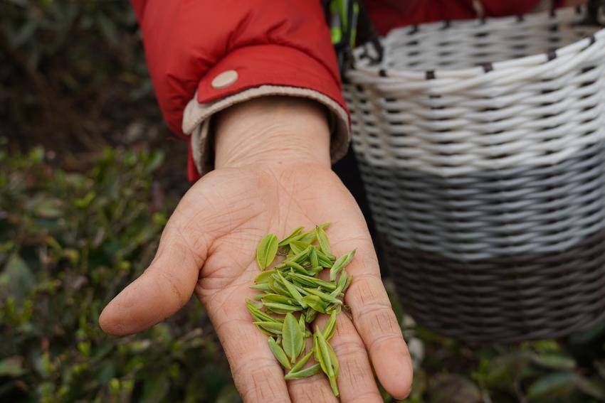 近40万亩茶园陆续开采荒野茶成新宠(图4)