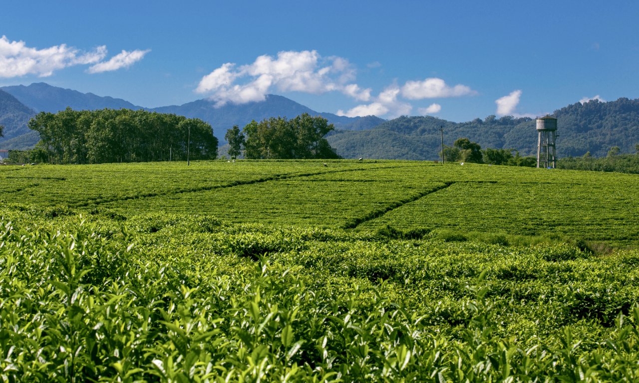 茶的分类_亲子百科_太平洋亲子网