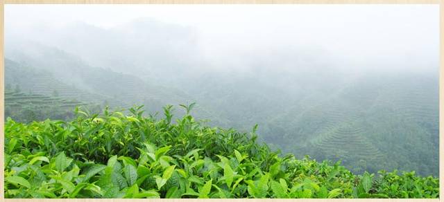 茶香漫山野茶业茂乡村