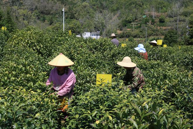 春风送清香 茶园茶厂忙——多地春茶采摘上市见闻(图2)