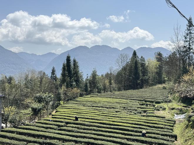 春风送清香 茶园茶厂忙——多地春茶采摘上市见闻(图1)