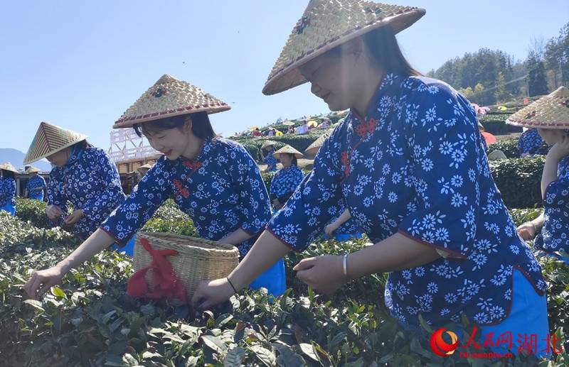 湖北春茶采摘忙 一叶长成大产业(图1)