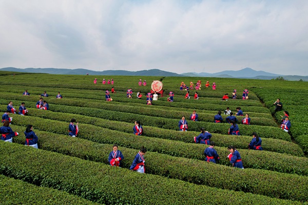 霍山诸佛庵镇：小茶苗“育”出大产业