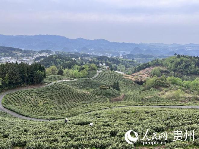 贵阳贵安：一抹春茶绿 一方产业兴(图1)