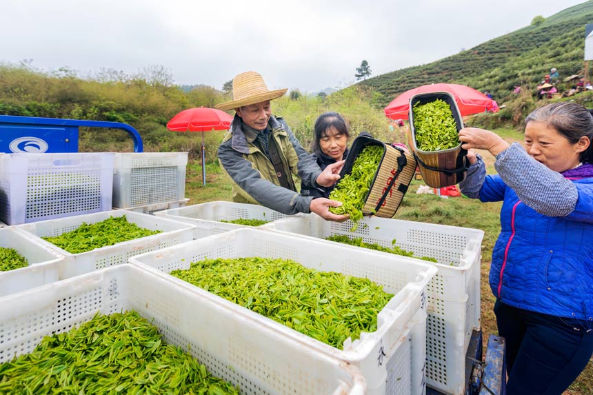 江西：茶叶变茶“业”富了村民美了生态(图4)