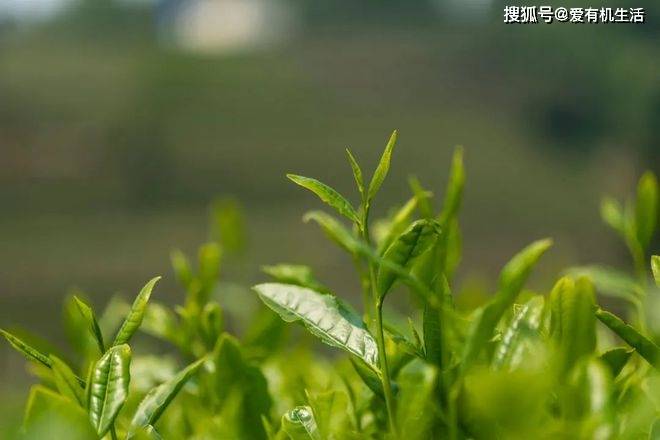 谷雨茶是什么茶谷雨为什么要喝茶？(图2)