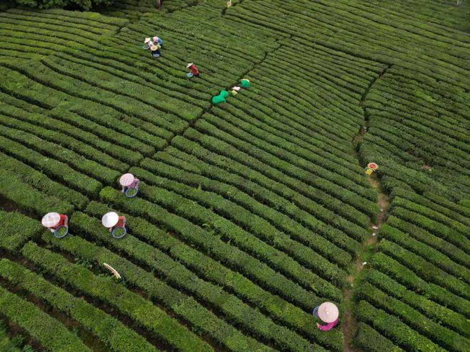 国际茶日：一片茶叶如何在世界香飘千年(图1)